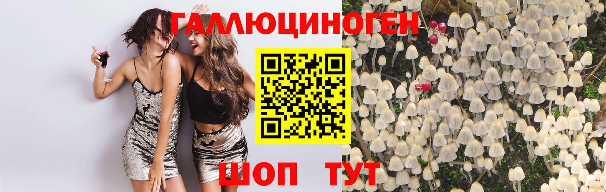 Галлюциногенные грибы Psilocybe  Дедовск  закладка  Псилоцибиновые грибы мицелий 